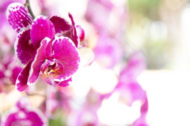 Tropikal orkidelerin çiçek arkaplanı. Pembe Orkide.