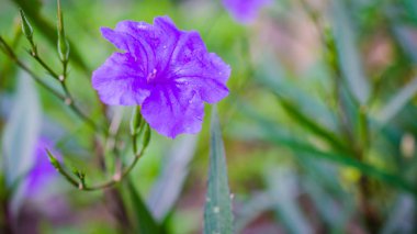 Makro su damlası mor Çiçek bahçesinde üzerinde