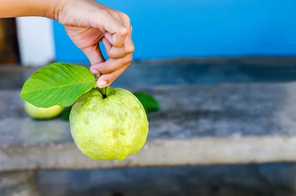 Çocuk (seçici odak benim elinde tutan büyük guava)