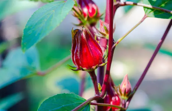 Hibiscus sabdariffa veya roselle meyve bitki üzerinde