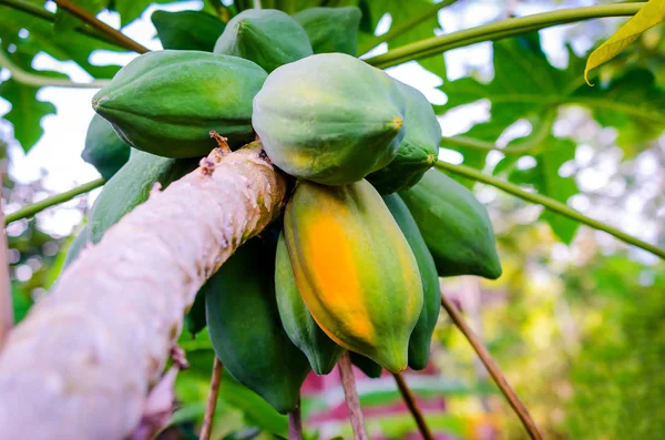 Olgun papaya meyve grup ile ağaç üzerinde