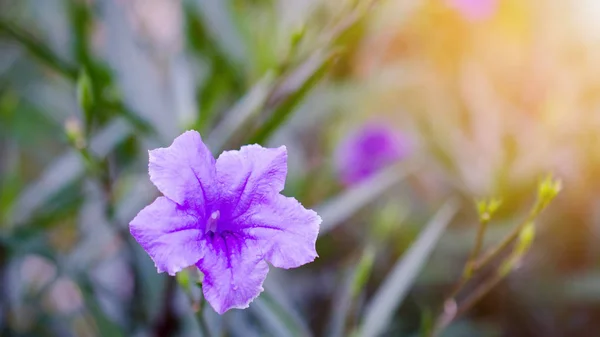 Makro su damlası mor Çiçek bahçesinde üzerinde