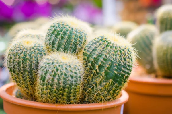 gruptaki kaktüs arka plan bulanıklık