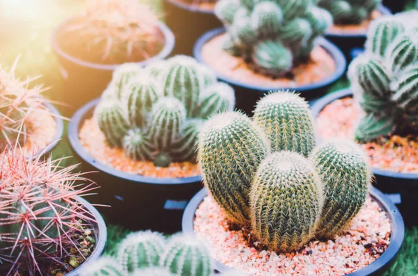 gruptaki kaktüs arka plan bulanıklık