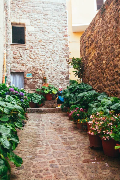 Marvellous flowers in the pot. Street style for plants. — Stock Photo, Image