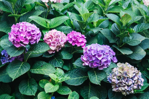 Merveilleuses fleurs dans le pot. Style de rue pour les plantes . Photo De Stock