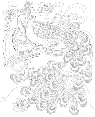 Siyah ve beyaz sayfa boyama. Tavus kuşu birkaç çizim fantezi. Çocuklar ve yetişkinler için çalışma sayfası.