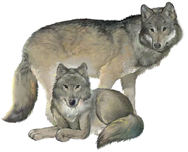 Two gray wolves on the white background. — Stock Photo, Image