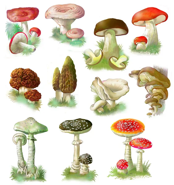 Set of edible and poisonous mushrooms on the white background. — Stock Photo, Image