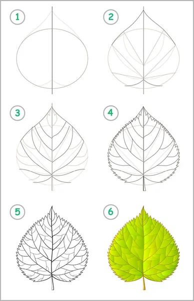 Strona pokazuje jak krok po kroku nauczyć się rysować liści lipy. Rozwijanie umiejętności dzieci, do rysowania i kolorowania. — Wektor stockowy