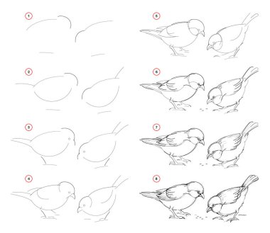 How to draw from nature step by step sketch of sparrows. Creation step-wise pencil drawing. Educational page for artists. School textbook for developing artistic skills. Hand-drawn vector image. clipart