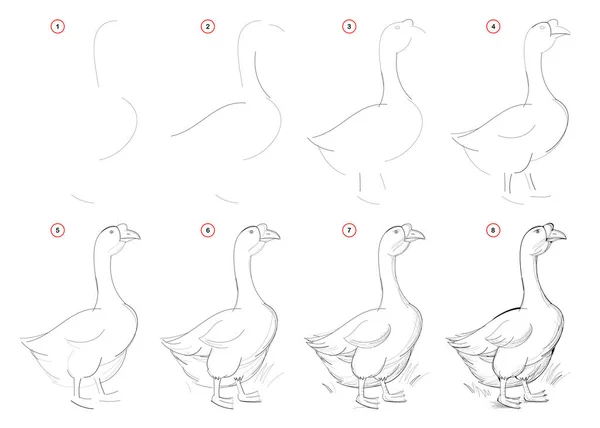 Drawing of a Goose (Step by Step!) - The Graphics Fairy