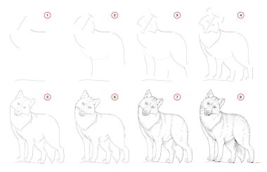 How to draw from nature step by step sketch of cute wolf. Creation step-wise pencil drawing. Educational page for artists. School textbook for developing artistic skills. Hand-drawn vector image. clipart