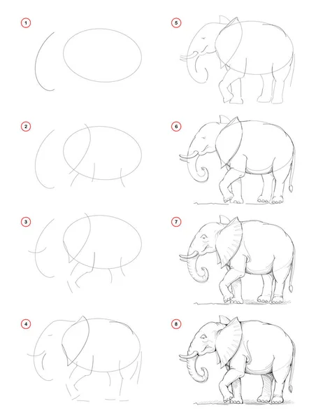 如何从大自然中一步步地画出非洲象的草图 创作铅笔绘图 艺术家教育网页 培养艺术技能的教科书 手绘矢量图像 — 图库矢量图片
