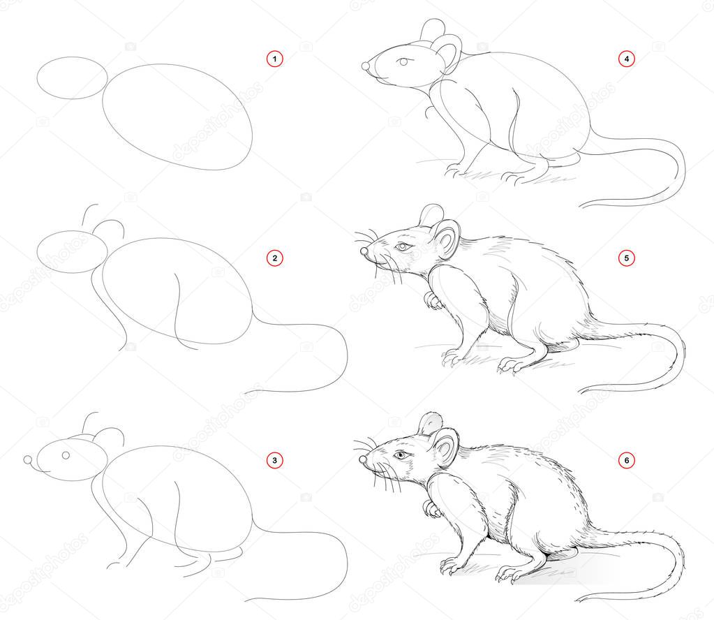 How to draw from nature sketch of cute rat. Creation step by step pencil drawing. Educational page for artists. School textbook for developing artistic skills. Hand-drawn vector image.