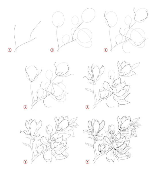 How Draw Beautiful Branch Magnolia Flowers Creation Step Step Pencil — ストックベクタ