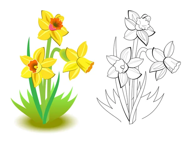 Barevný Černobílý Vzor Pro Barvení Ilustrace Jarních Žlutých Narcisů Zahradě — Stockový vektor