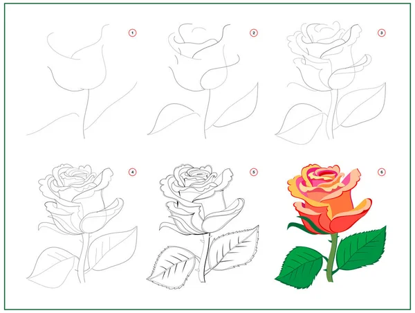 Sayfa Güzel Gül Çiçeğinin Adım Adım Nasıl Çizileceğini Gösteriyor Çizim — Stok Vektör