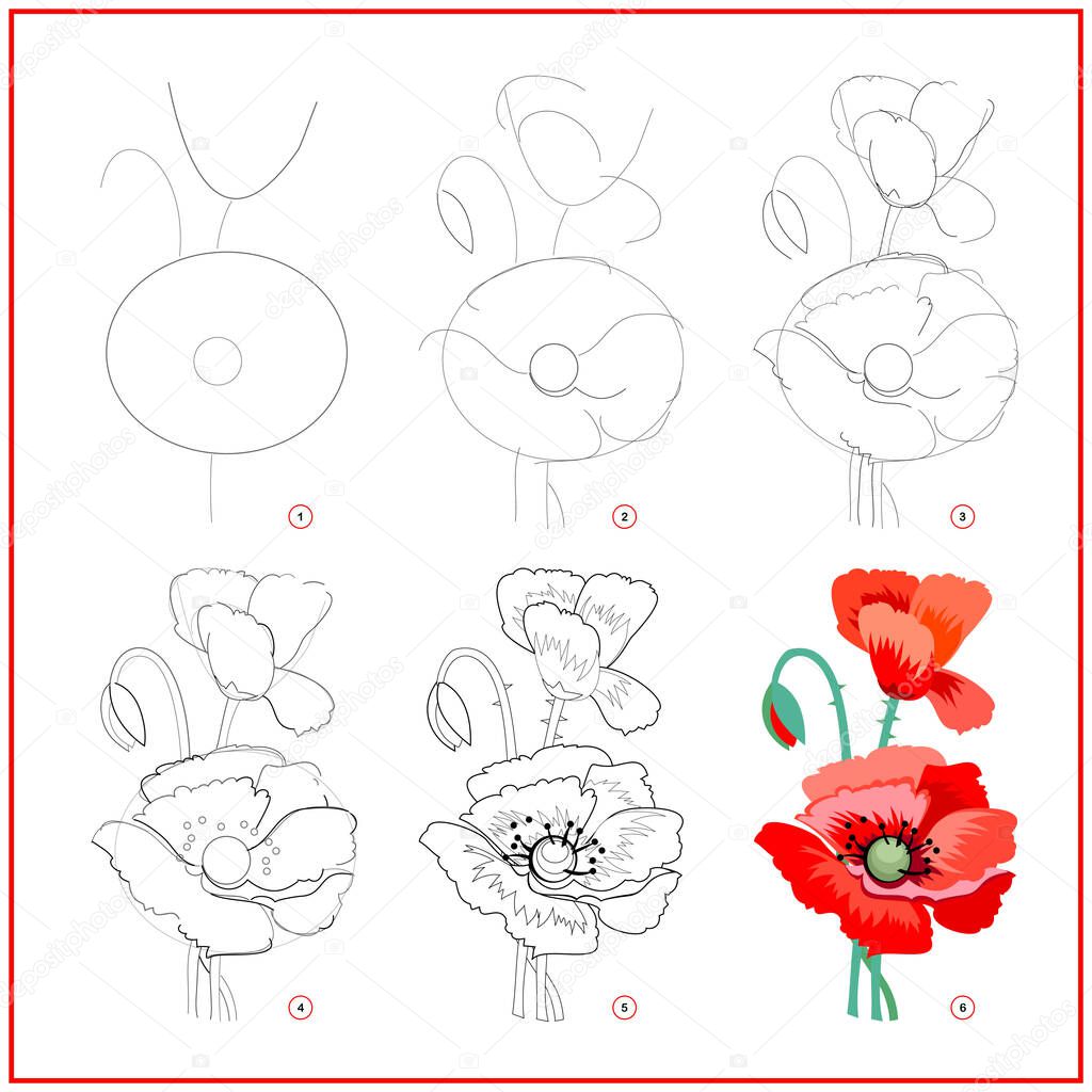Page shows how to learn to draw step by step flower of red poppy. Developing children skills for drawing and coloring. Printable worksheet for kids school exercise book. Flat vector illustration.