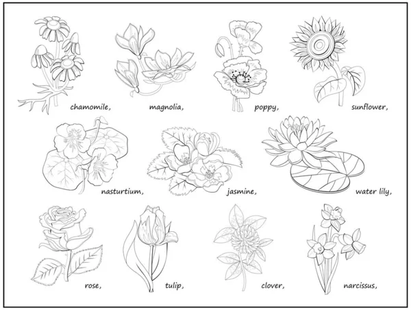 Conjunto Ilustrações Preto Branco Com Diferentes Flores Para Colorir Livro — Vetor de Stock