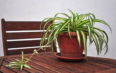 yeşil pot ve sandalye 