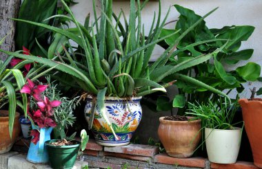 yeşil bahçe köşe