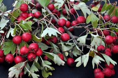 Kırmızı doğal hackberry
