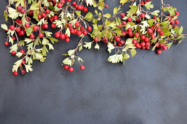 Hackberry natural vermelho — Fotografia de Stock