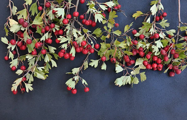 Κόκκινα φυσικά hackberry — Φωτογραφία Αρχείου