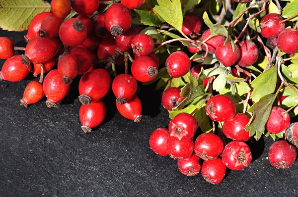 Hackberries και άλλα-φρούτα — Φωτογραφία Αρχείου