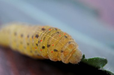 Yeşil yapraklı tırtıl