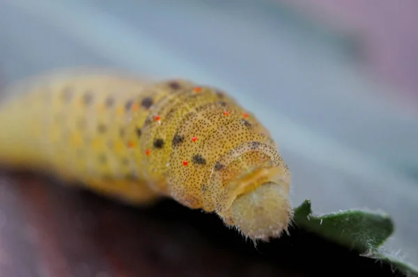 Caterpillar eating on green leaf — Stock Photo, Image