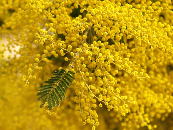 Ramura de mimoza galbena splendida pe copac — Fotografie, imagine de stoc