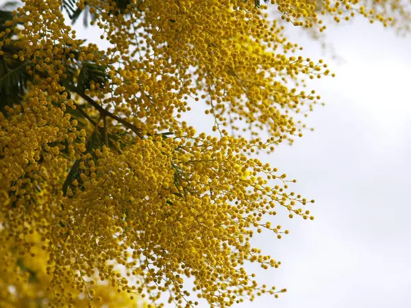 Жовта розкішна гілка мімози — стокове фото