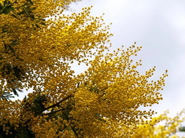 Yellow splendid mimosa branch — Stock Photo, Image