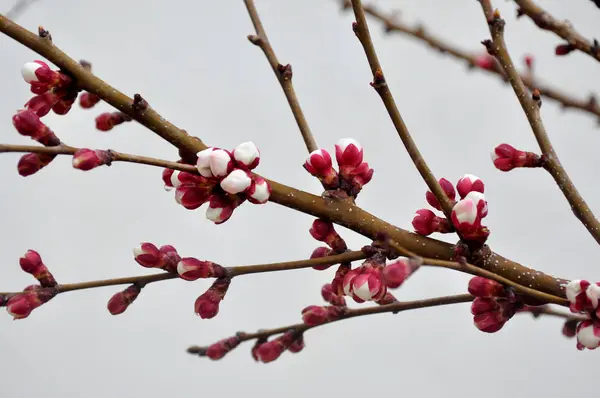 Sárgabarack blossom és az első virág — Stock Fotó