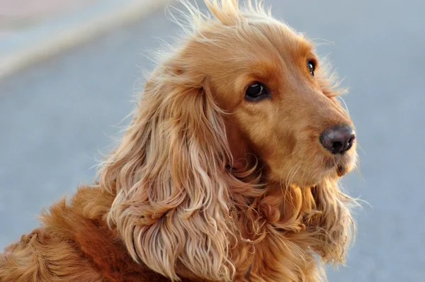 Cocker spaniel hembra — Foto de Stock