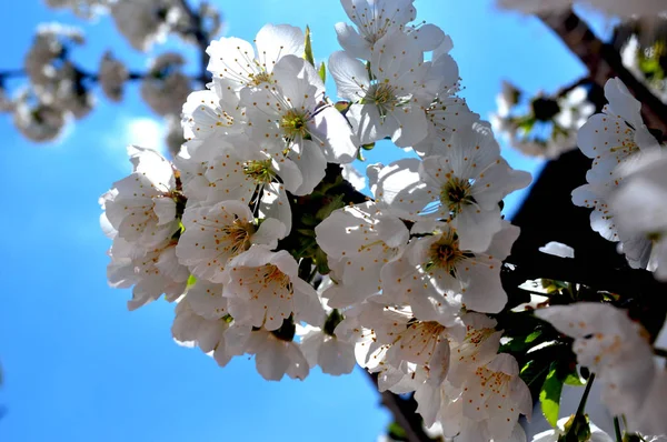 Oddział wiśniowy kwiat — Zdjęcie stockowe
