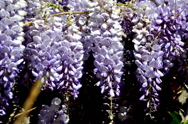 Purple wisteria hanging — Stock Photo, Image