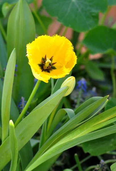 Κίτρινη τουλίπα στον κήπο — Φωτογραφία Αρχείου