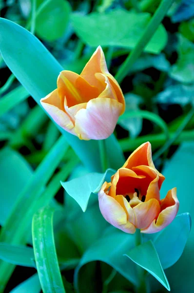 Тюльпаны в саду — стоковое фото