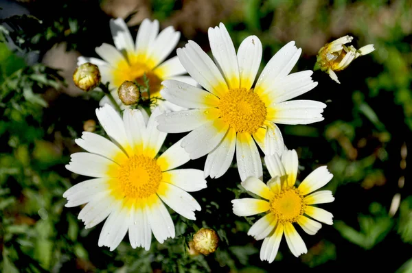 Bahçedeki yabani papatya — Stok fotoğraf