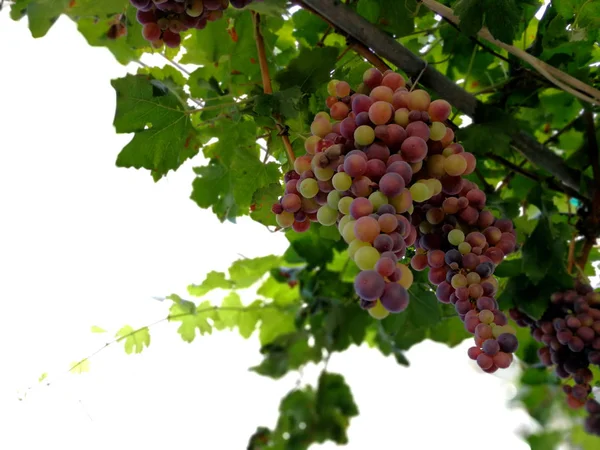 Prachtige clusters van rode druiven — Stockfoto