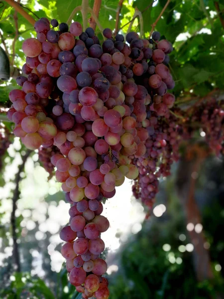 Великолепные гроздья красного винограда — стоковое фото