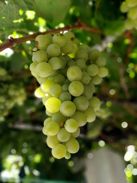 Великолепные гроздья белого винограда — стоковое фото