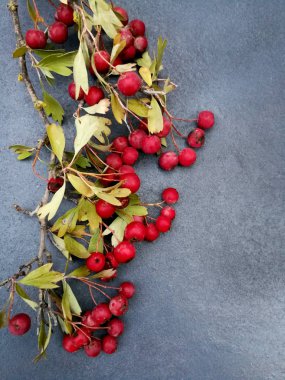Sonbahar için gri arka plan üzerinde kırmızı meyveler