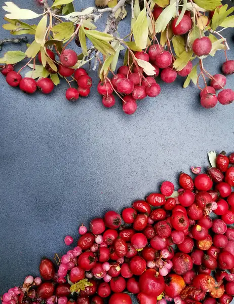 Κόκκινα μούρα σε γκρίζο φόντο για το φθινόπωρο — Φωτογραφία Αρχείου