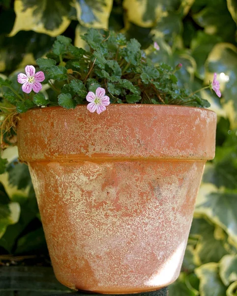Маленька рожева квітка на глиняному горщику — стокове фото
