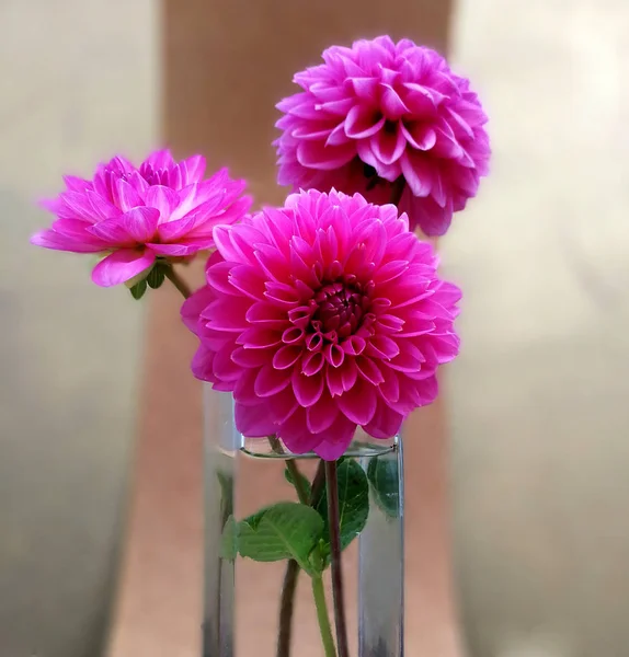 trhee pembe dahlias stilize buket