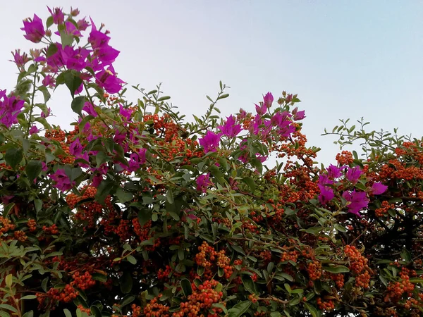 Bougainvillea Och Orange Bär — Stockfoto